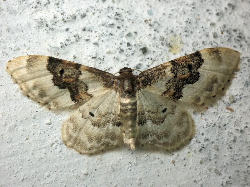 Idaea rusticata (Denis & Schiffermuller, 1775)